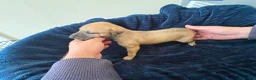 Mixed Breed dogs for sale: Saluki whippet greyhound - Advert 18