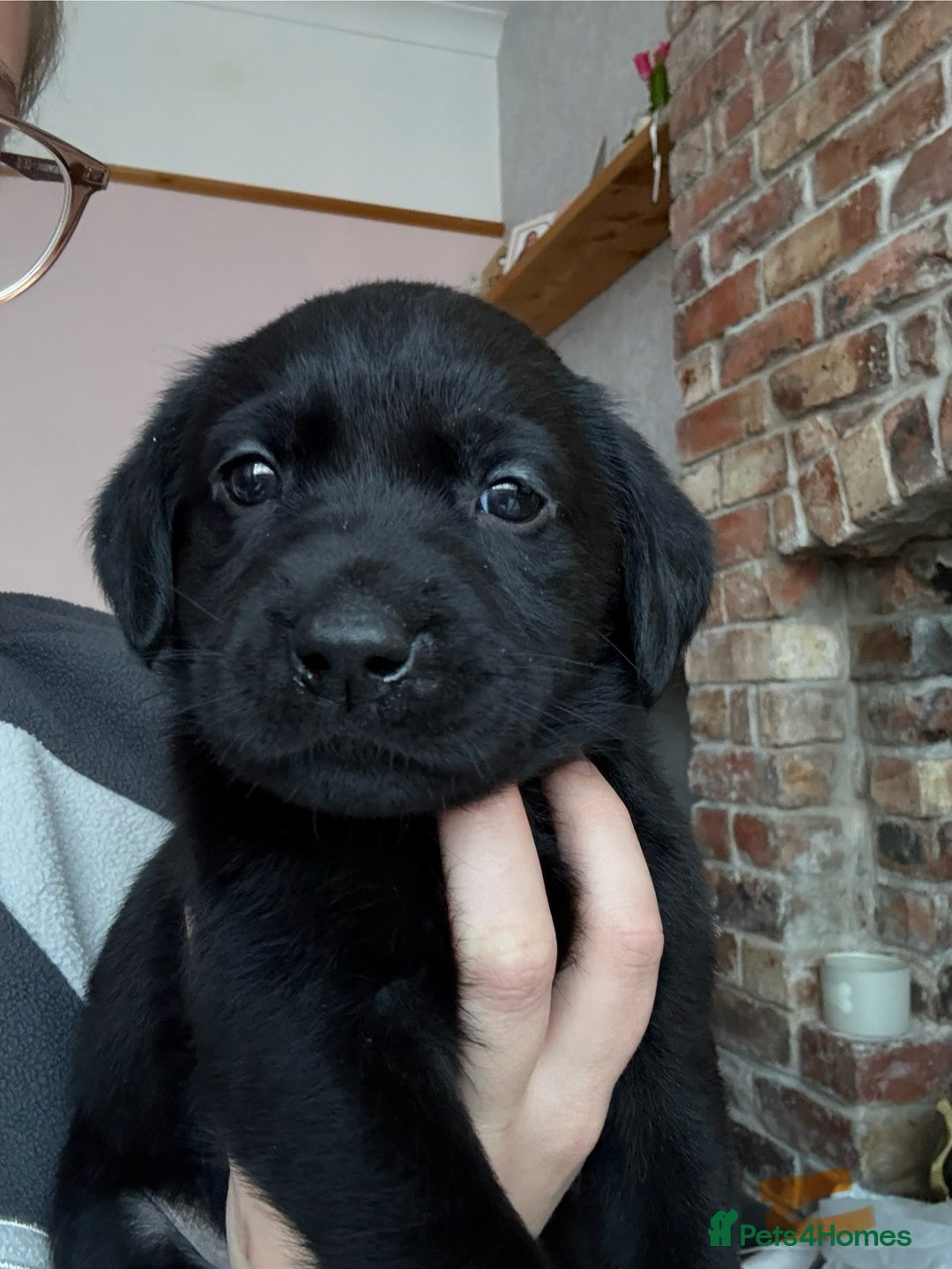Labrador Retriever dogs for sale: Gorgeous chunky black lab pups🖤 - Advert 25