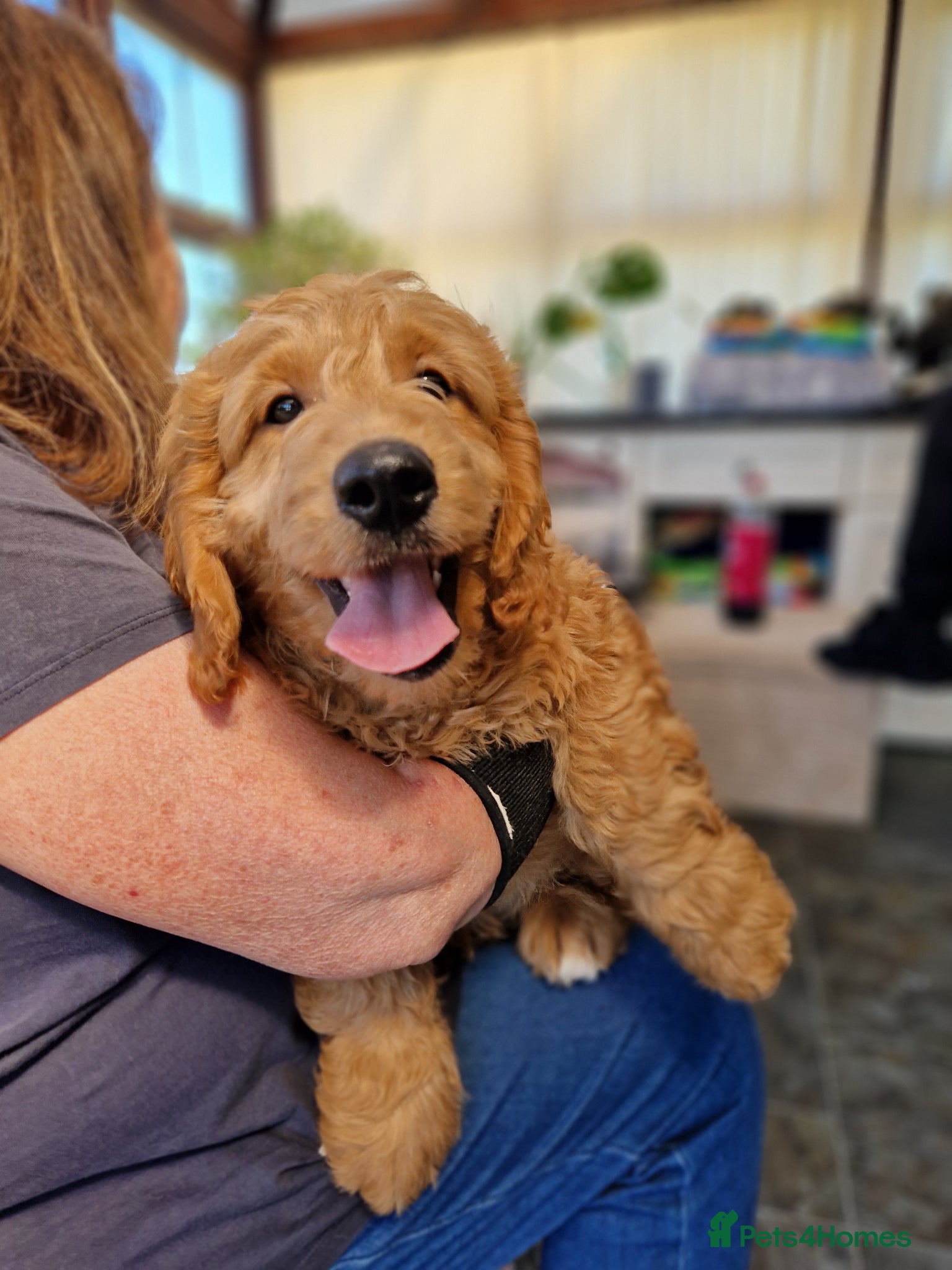 Goldendoodle dogs F1 Goldendoodle puppies ready now  - Advert 2