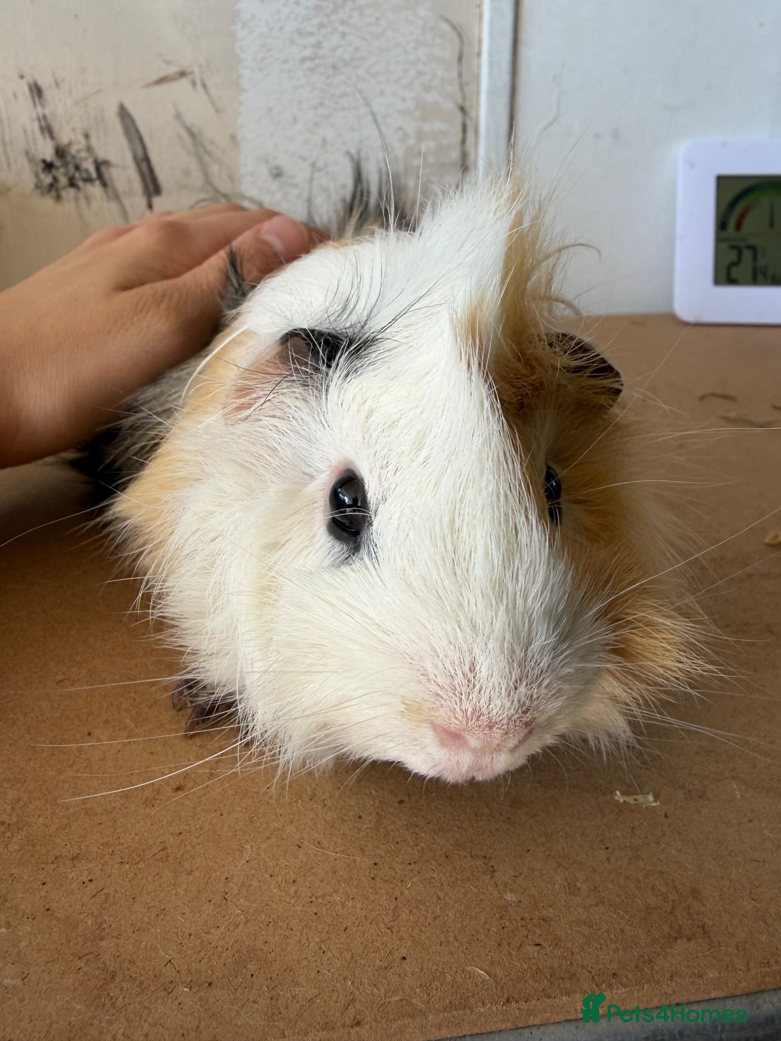 Guinea Pig rodents Solo Proven Boar 🩵 - Advert 2