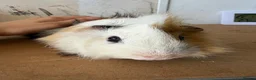Guinea Pig rodents for sale: Solo Proven Boar 🩵 - Advert 1