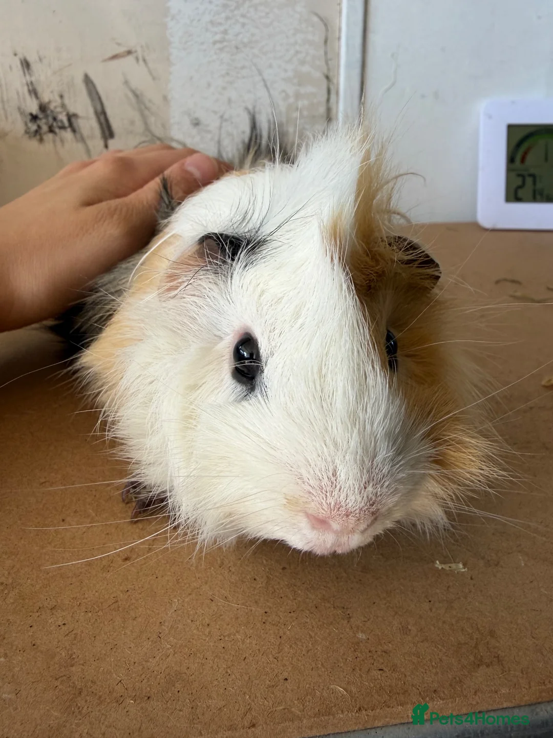 Guinea Pig rodents for sale: Solo Proven Boar 🩵 - Advert 1