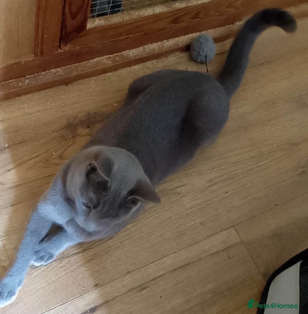 Russian Blue cats for sale: GCCF registered kitten - Image 4