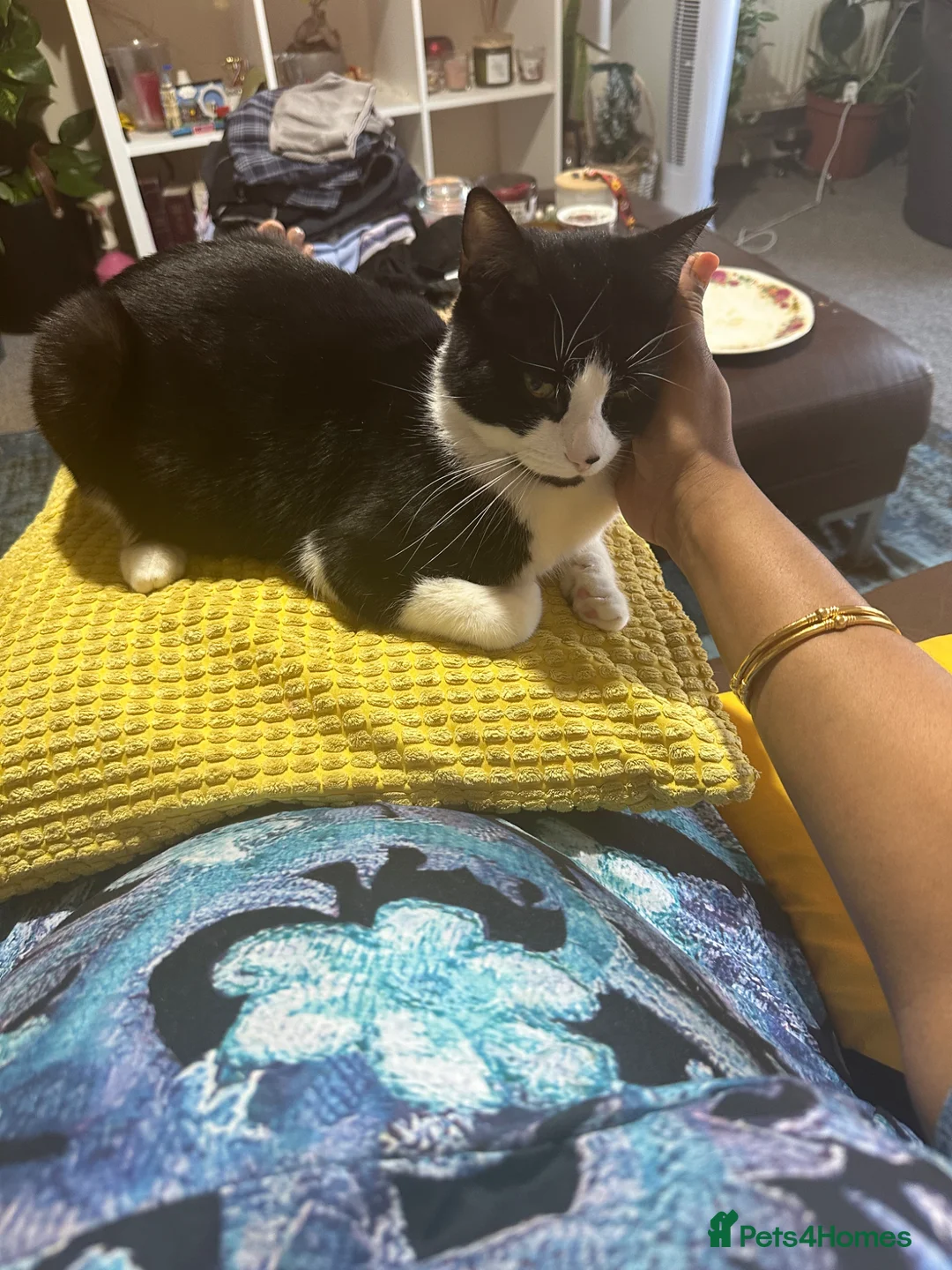 British Shorthair cats for sale: Meet Leo beloved boy looking for a new loving home - Advert 24