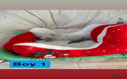 Ragdoll cats for sale: Stunning litter of ragdoll kittens  - Advert 7