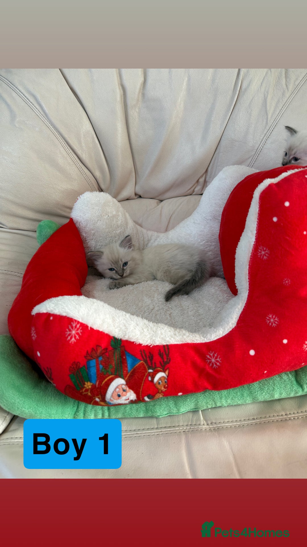 Ragdoll cats for sale: Stunning litter of ragdoll kittens  - Advert 7