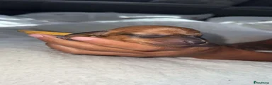 Dachshund 2
