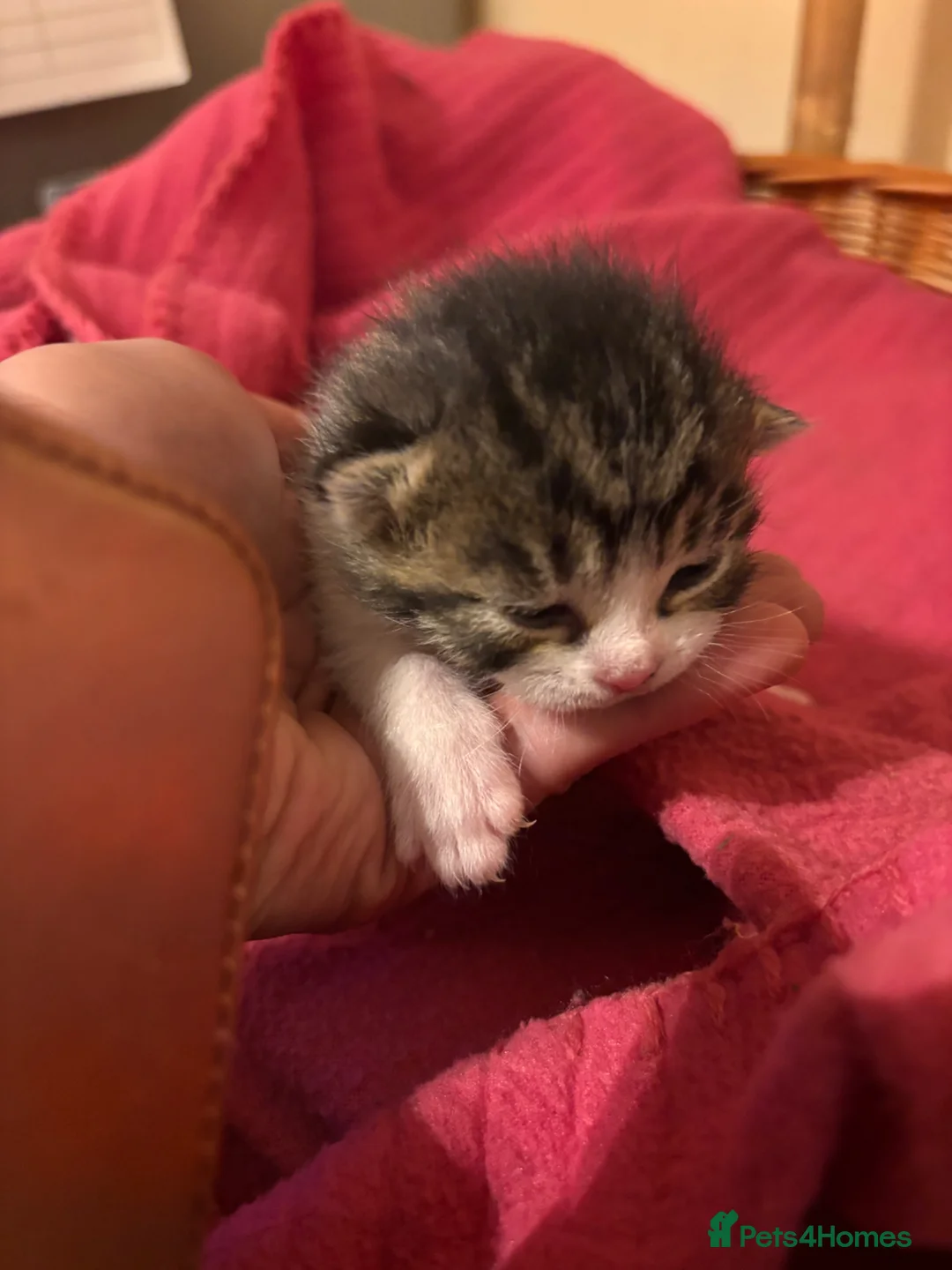 Mixed Breed cats for sale: Beautiful 5 fluffy kitten  in Hook - Advert 2