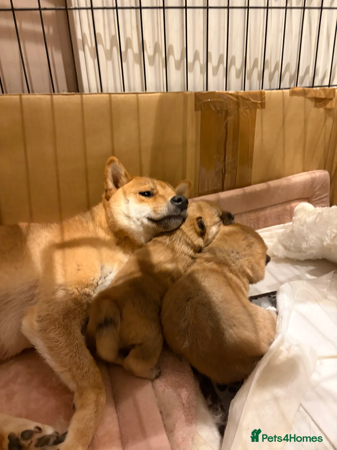 Japanese Shiba Inu dogs for sale: Beautiful Japanese Shiba Inu Boy – First Litter  - Advert 12