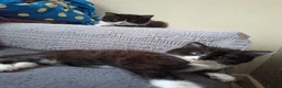 Mixed Breed cats for sale: Ready Now – Litter Trained&Raised Around Kids,Cats - Advert 8