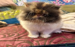 Persian cats for sale: Beautiful Calico pedigree Persian female kitten  - Image 3