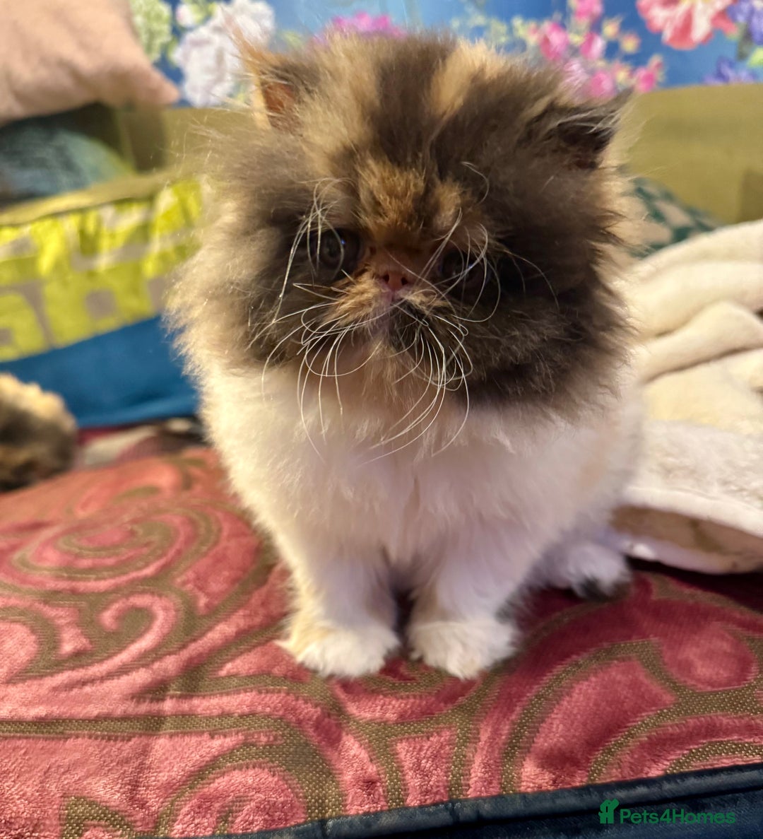 Persian cats for sale: Beautiful Calico pedigree Persian female kitten  - Image 3