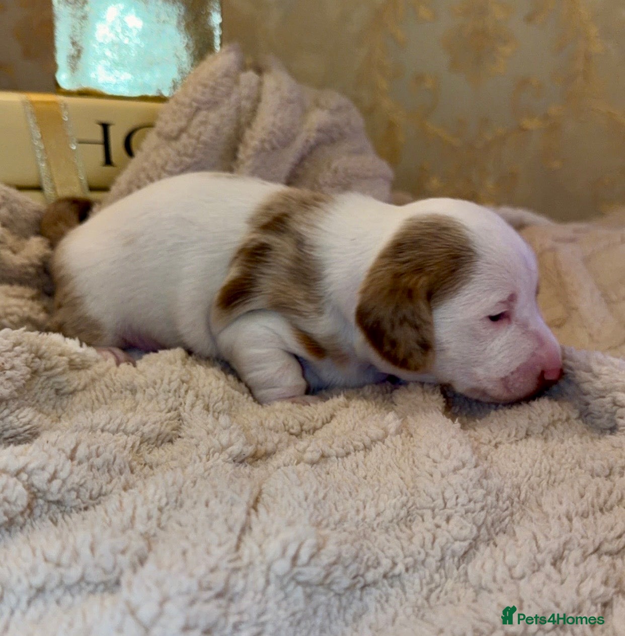 Dachshund dogs for sale: Dachshund  - Advert 15