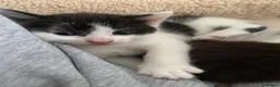 Mixed Breed cats for sale: Very cute spotty kittens for sale - Advert 11