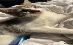 Mixed Breed cats for sale: One beautiful boy - Image 8