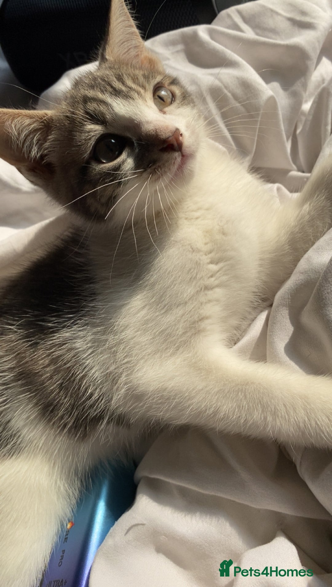 Mixed Breed cats for sale: One beautiful boy - Image 8