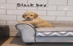 Poochon dogs for sale: Poochon puppies 🥰 - Image 18