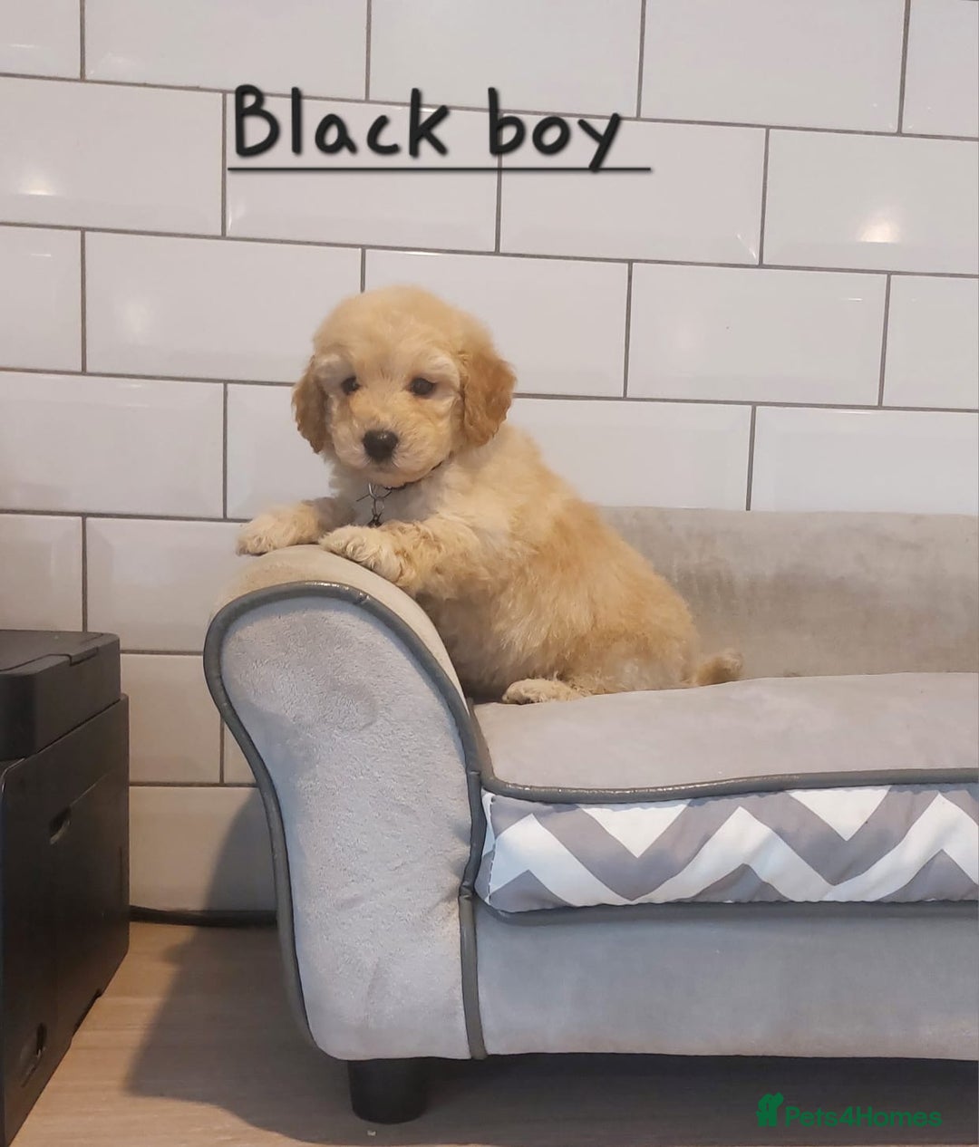 Poochon dogs for sale: Poochon puppies 🥰 - Image 18