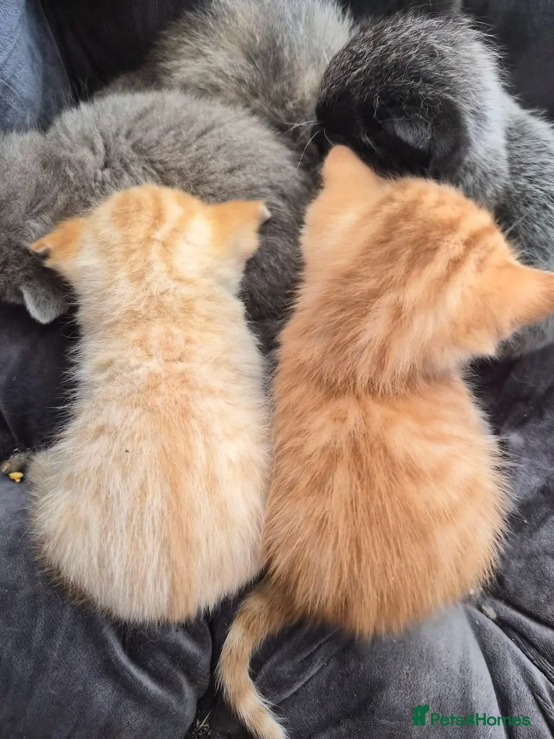 Domestic Shorthair cats for sale: Two Ginger Domestic Kittens  - Advert 1