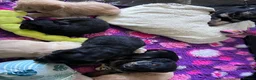 Mixed Breed dogs for sale: Delightful Double Doodles  in Crewe - Advert 16