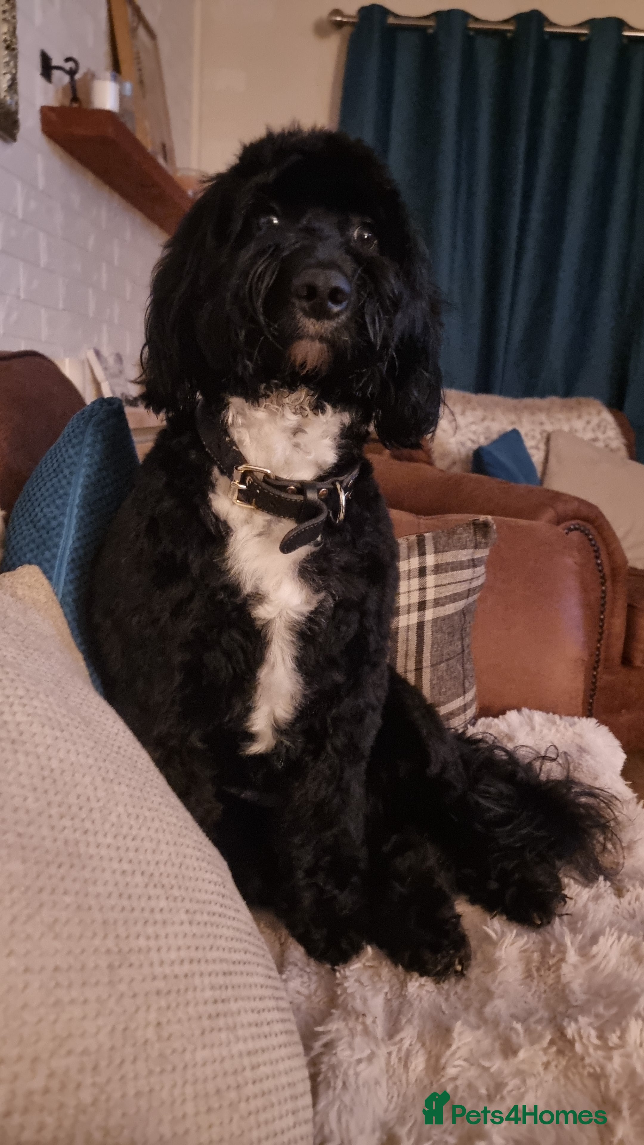 Cockapoo dogs Coming soon - Advert 5
