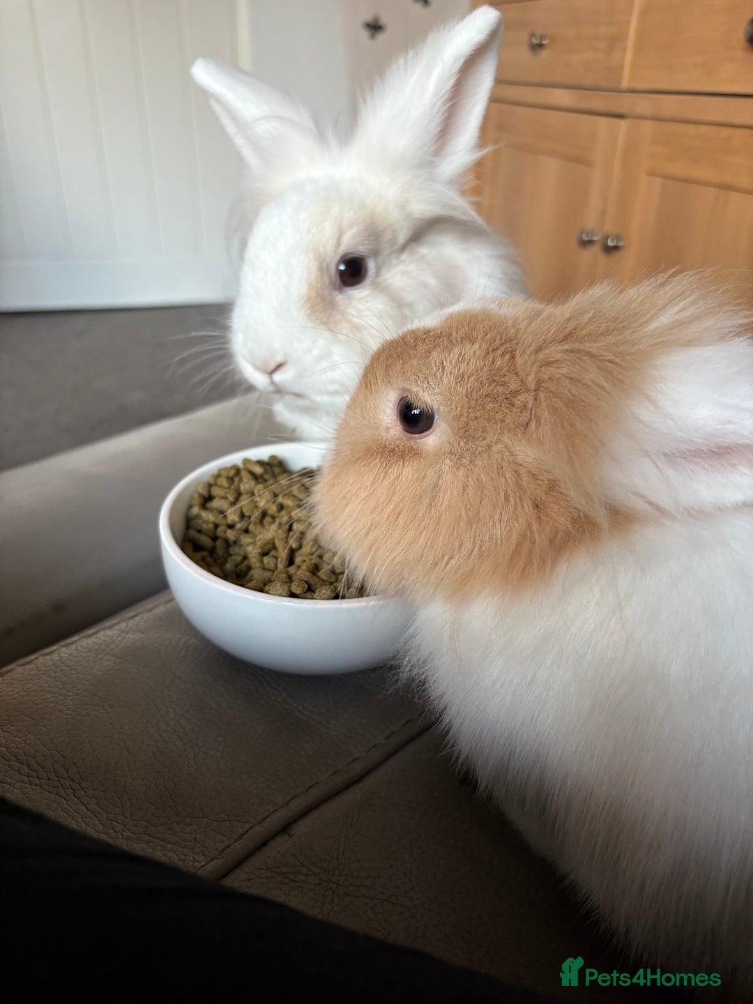 Lionhead rabbits for sale: 2 male rabbits brothers  - Advert 3