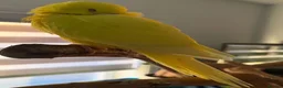 Parrots birds for sale: Healthy Hand-Reared Parrots Available  in Ayr - Advert 4