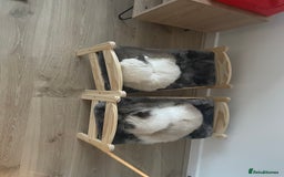Ragdoll cats for sale: Brother Sister Ragdolls for Rehoming  - Image 28