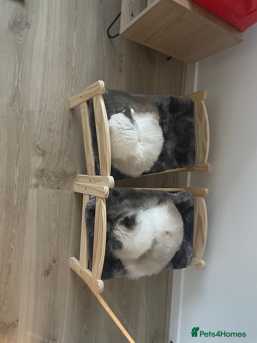 Ragdoll cats for sale: Brother Sister Ragdolls for Rehoming  - Image 28