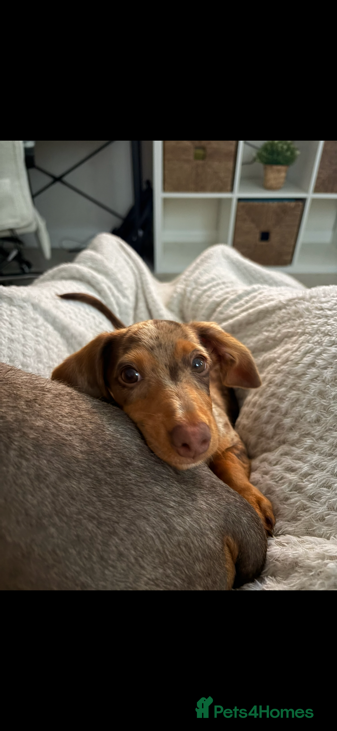 Dachshund dogs Female dachshund 1 year - Advert 2
