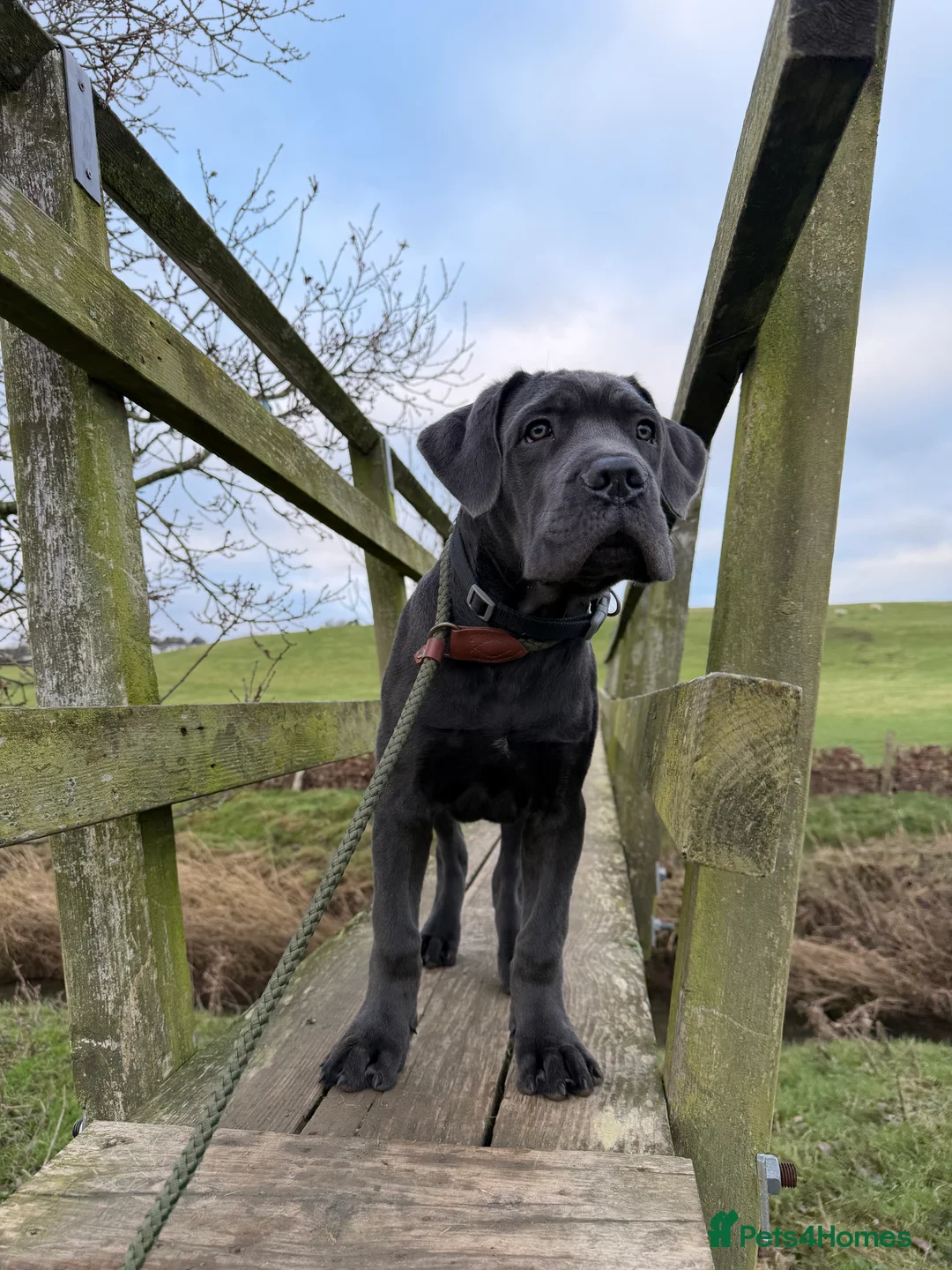 Cane Corso dogs for sale: Male cane corso pup  in Cockermouth - Advert 1