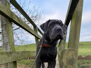Cane Corso dogs Male cane corso pup in Cockermouth - Advert 1