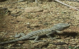 Bearded Dragon reptiles for sale: Baby bearded dragons £50 - Image 6