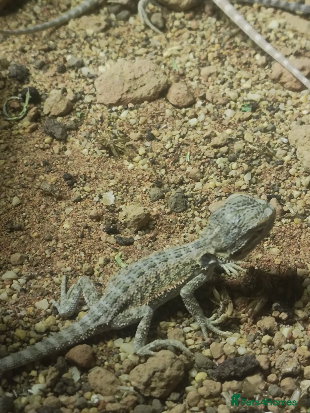 Bearded Dragon reptiles for sale: Baby bearded dragons £50 - Image 6