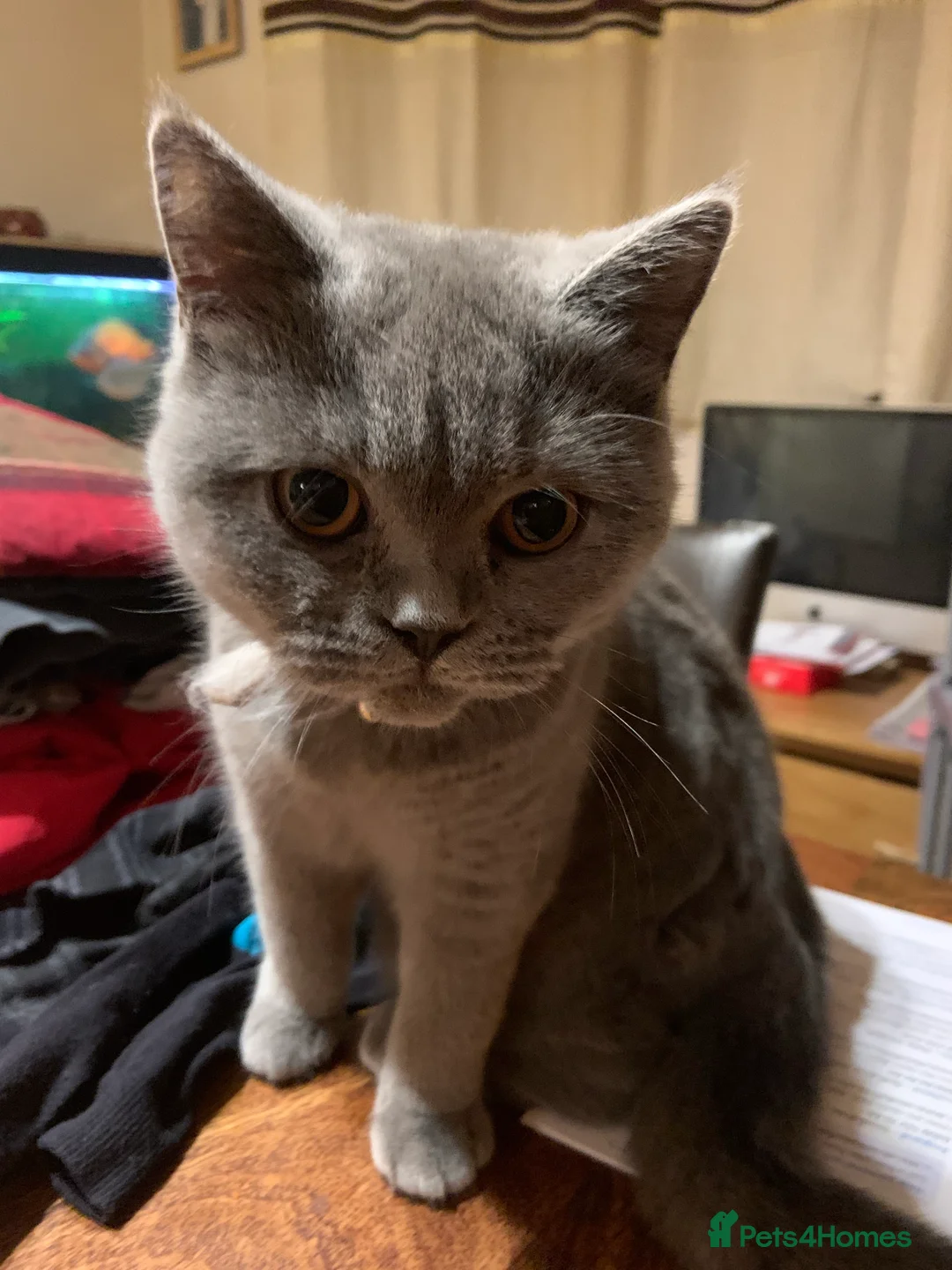 Gallery Image {{count}}