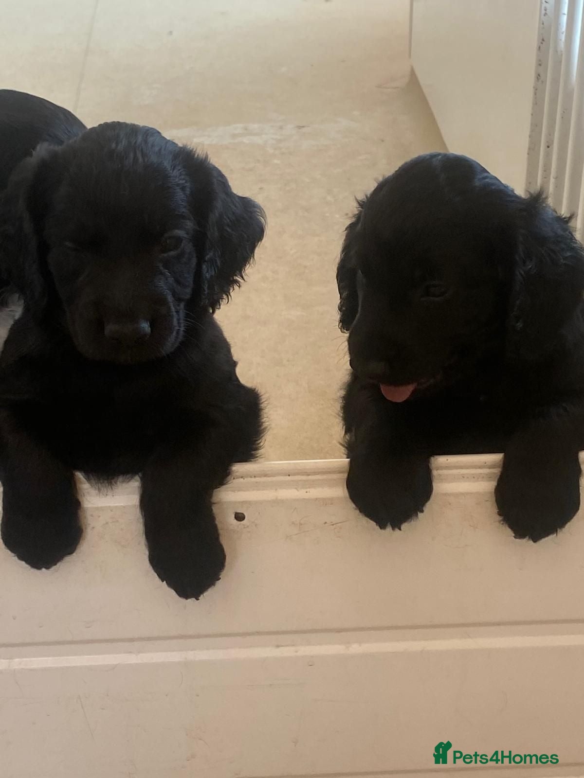 Cocker Spaniel dogs Quality Pupies - Advert 4