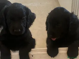 Cocker Spaniel dogs Quality Pupies - Advert 4