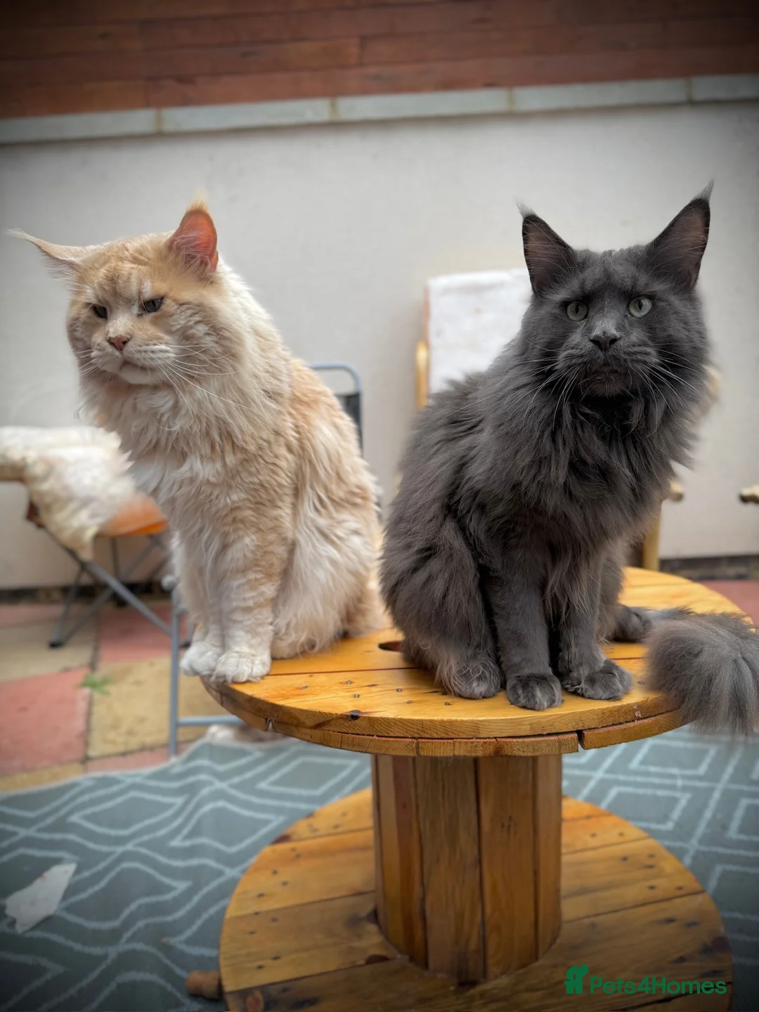 Maine Coon cats for stud: Maine Coon Pedigree for Stud. GCCF/TICA Registered - Advert 2