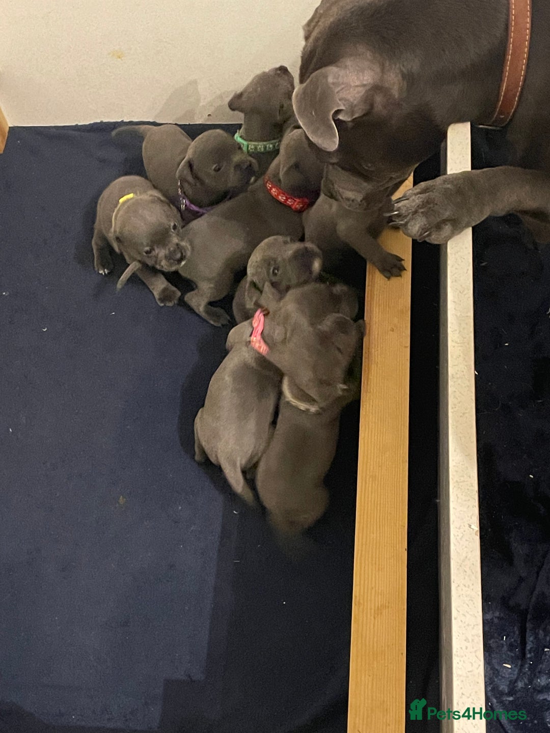 Staffordshire Bull Terrier dogs for sale: Blue pups  - Advert 6