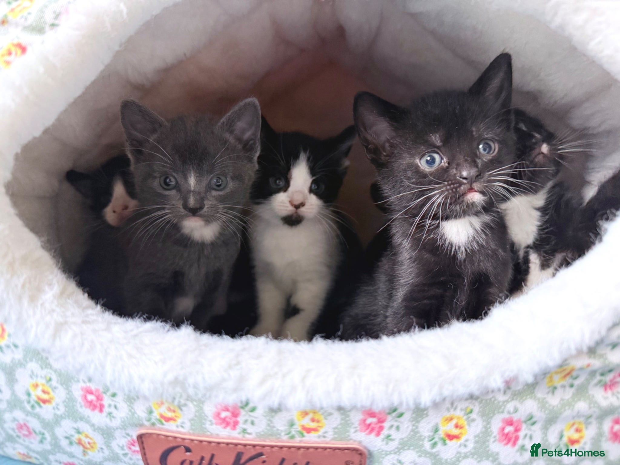 Mixed Breed cats Ready for reservation!Bombay xTurkish Van Kittens  - Advert 1