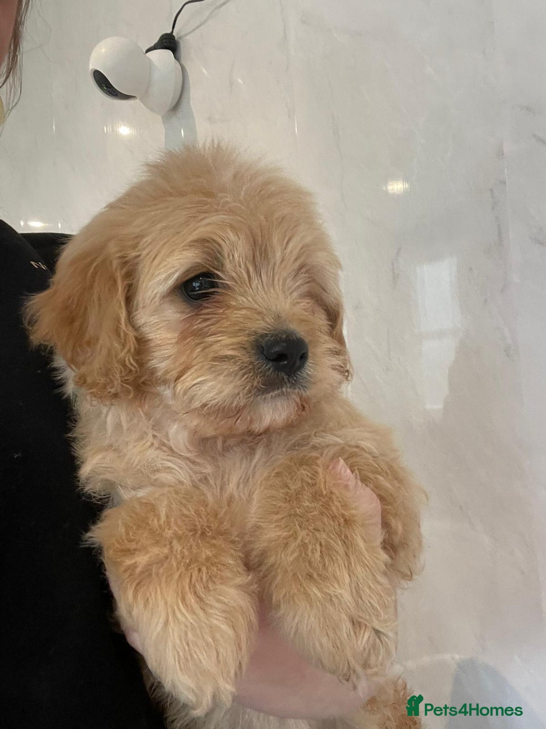Cavapoo dogs for sale: Beautiful cavapoo puppies - Advert 7