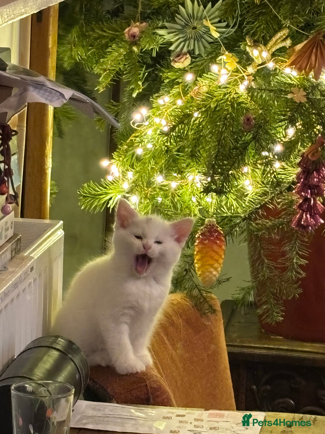 Norwegian Forest Cat cats for sale: Norwegian Forest Cat Kittens  - Advert 19