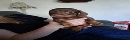 Dachshund dogs for sale: Dacshund  - Advert 11