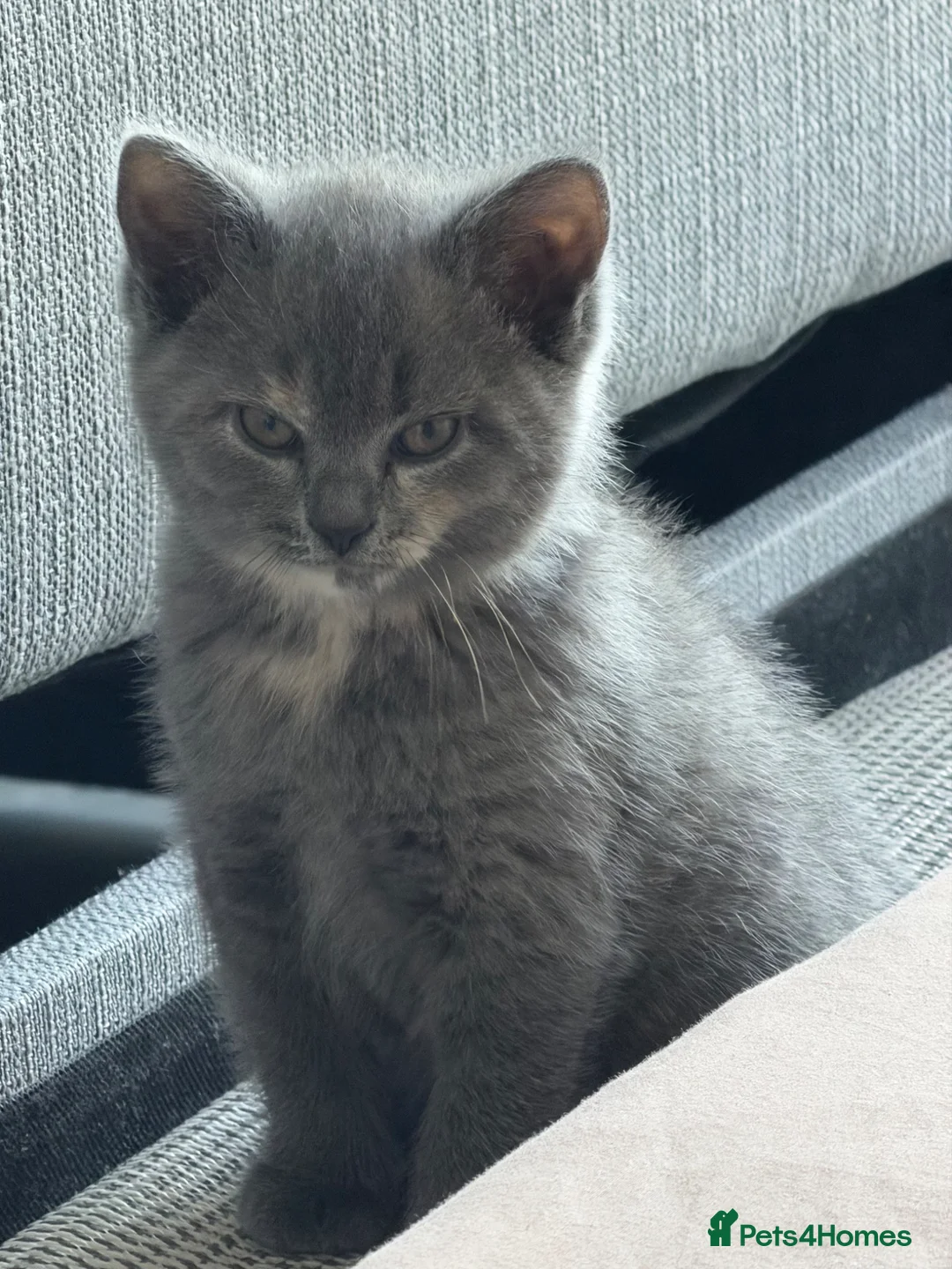 British Shorthair cats for sale: British shorthair kitten - Advert 1
