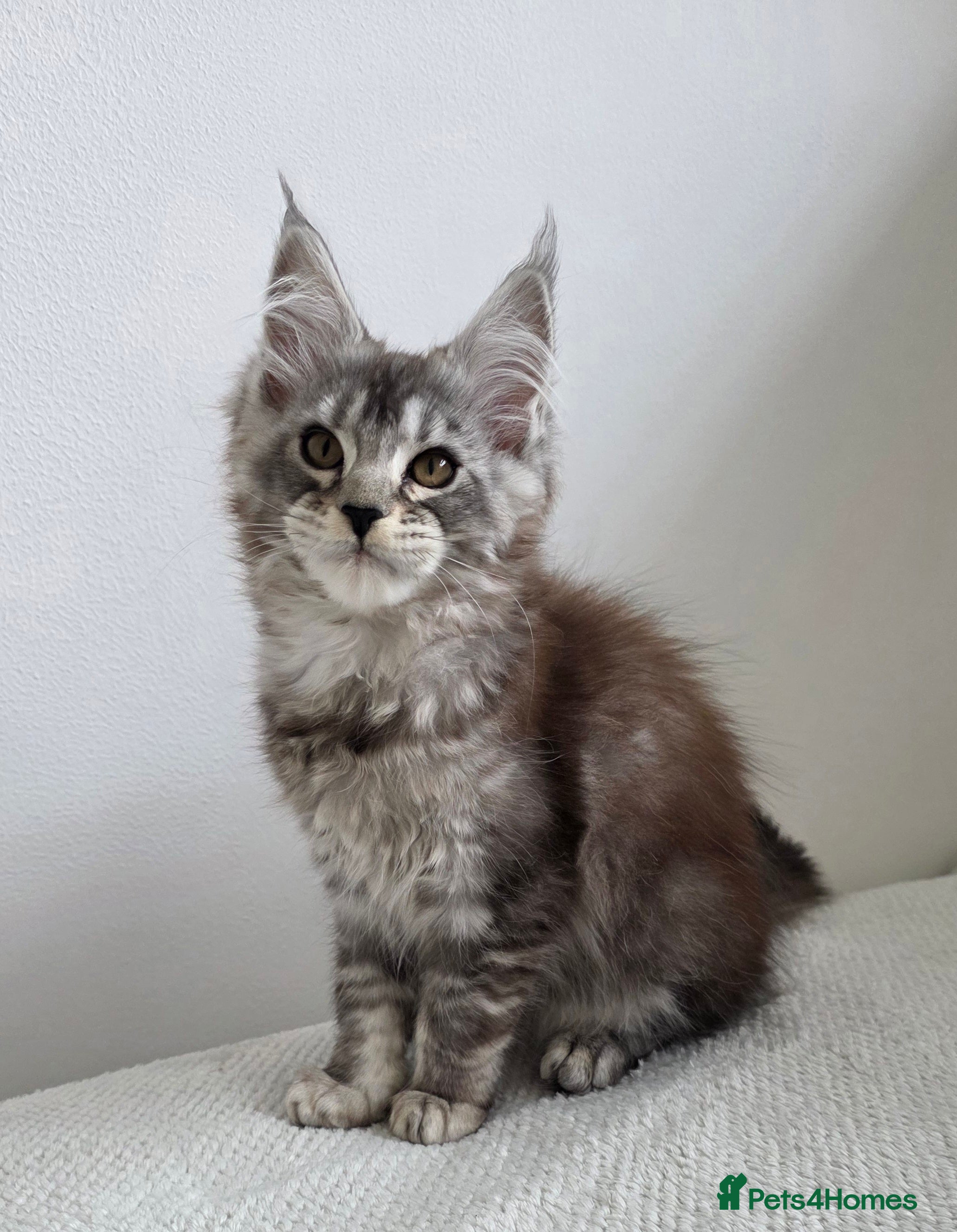 Maine Coon cats Maine Coon kittens from champion line - Advert 12