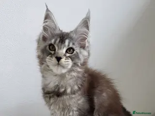 Maine Coon cats Maine Coon kittens from champion line - Advert 12