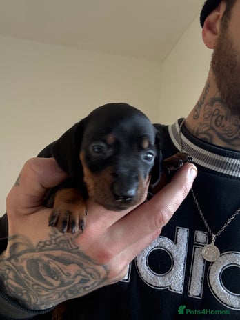 Miniature Dachshund dogs Black & tan miniature dachshund - Advert 1