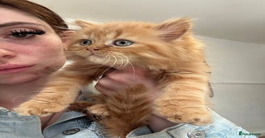 British Longhair cats - Advert 1