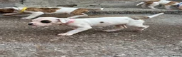 American Bulldog dogs for sale: NEBBR Papers!  - Advert 8