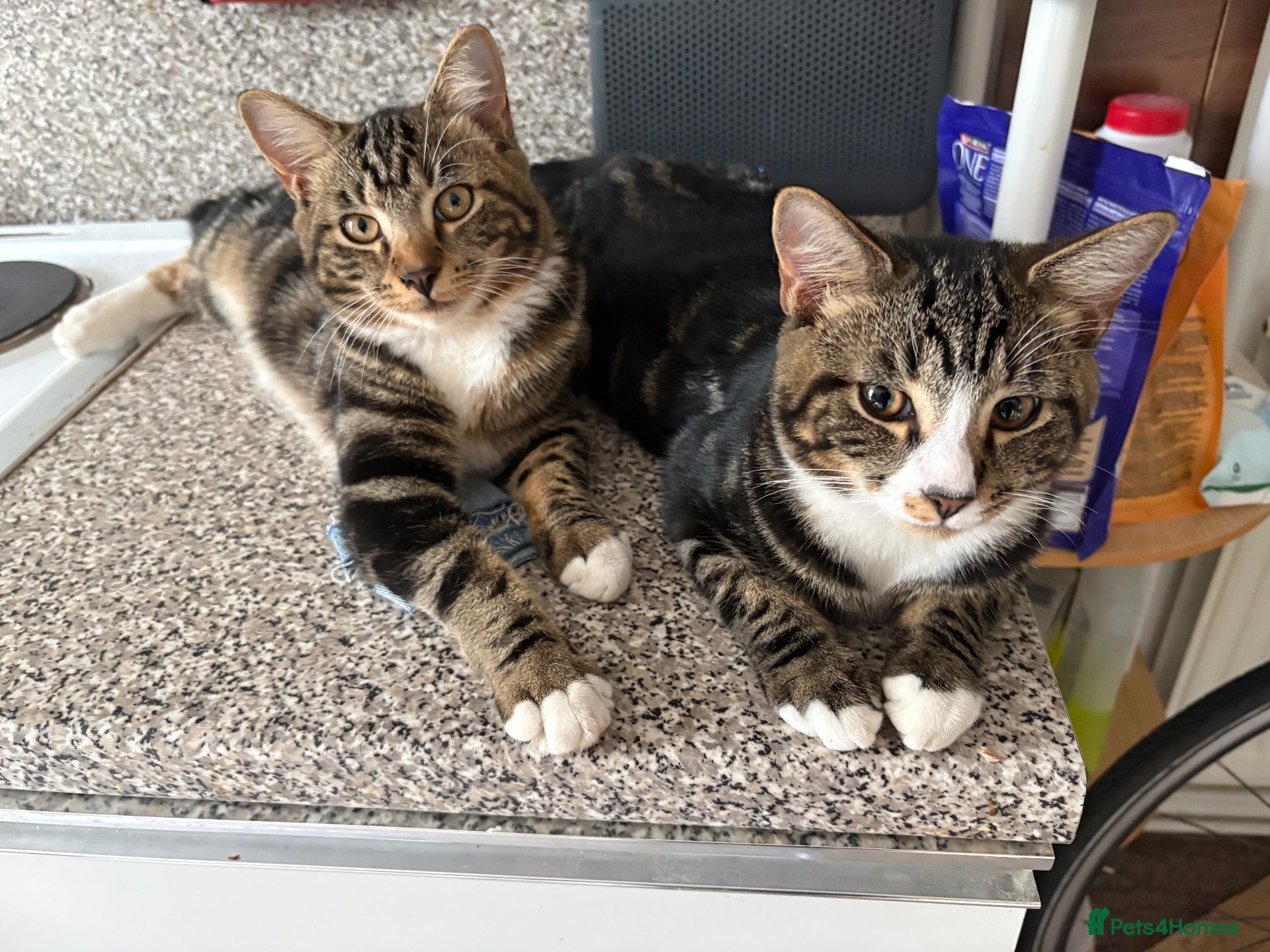 Mixed Breed cats 4 beautiful kittens need new homes - Advert 4